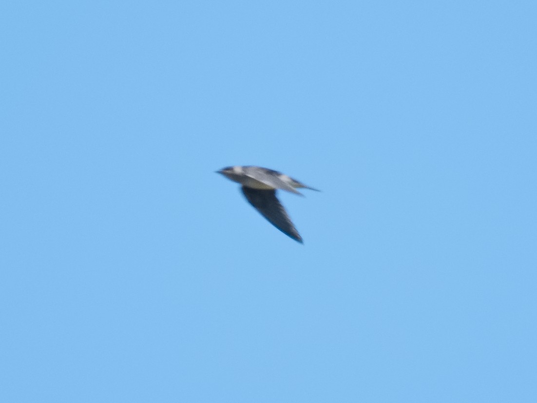 Purple Martin - ML620768449