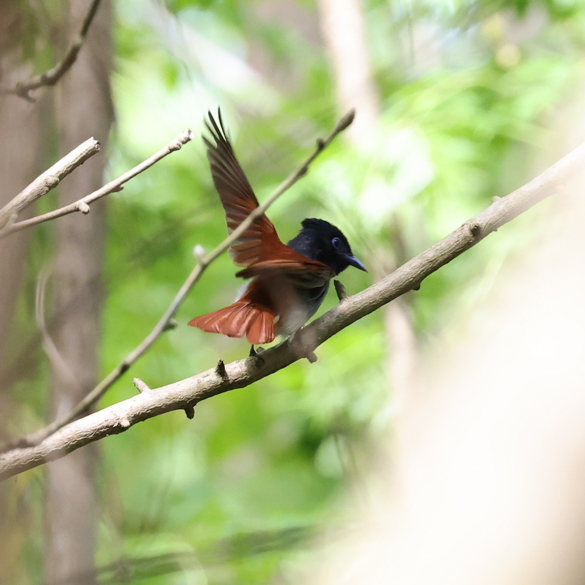 Black Paradise-Flycatcher - Steve Mannix