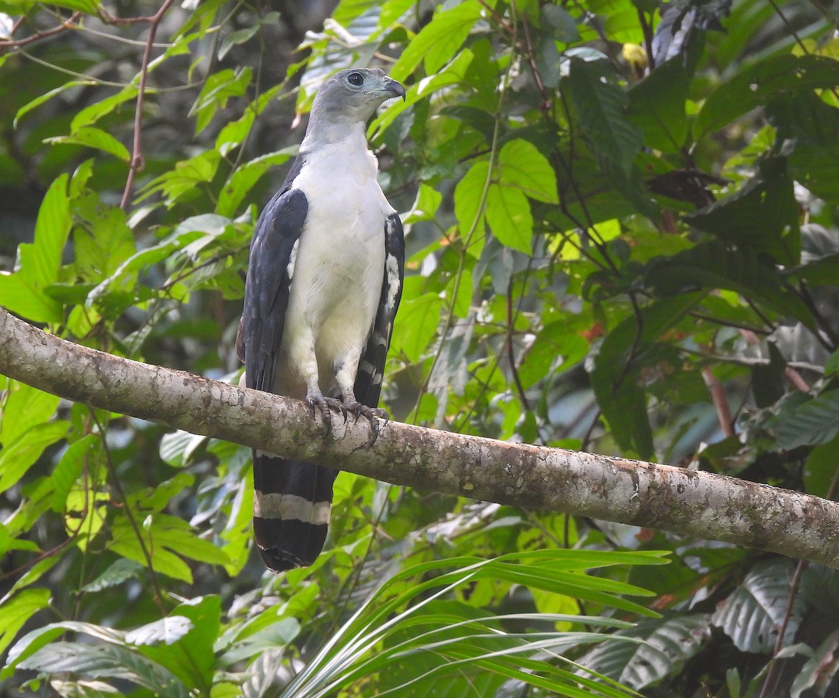 Gray-headed Kite - ML620768460