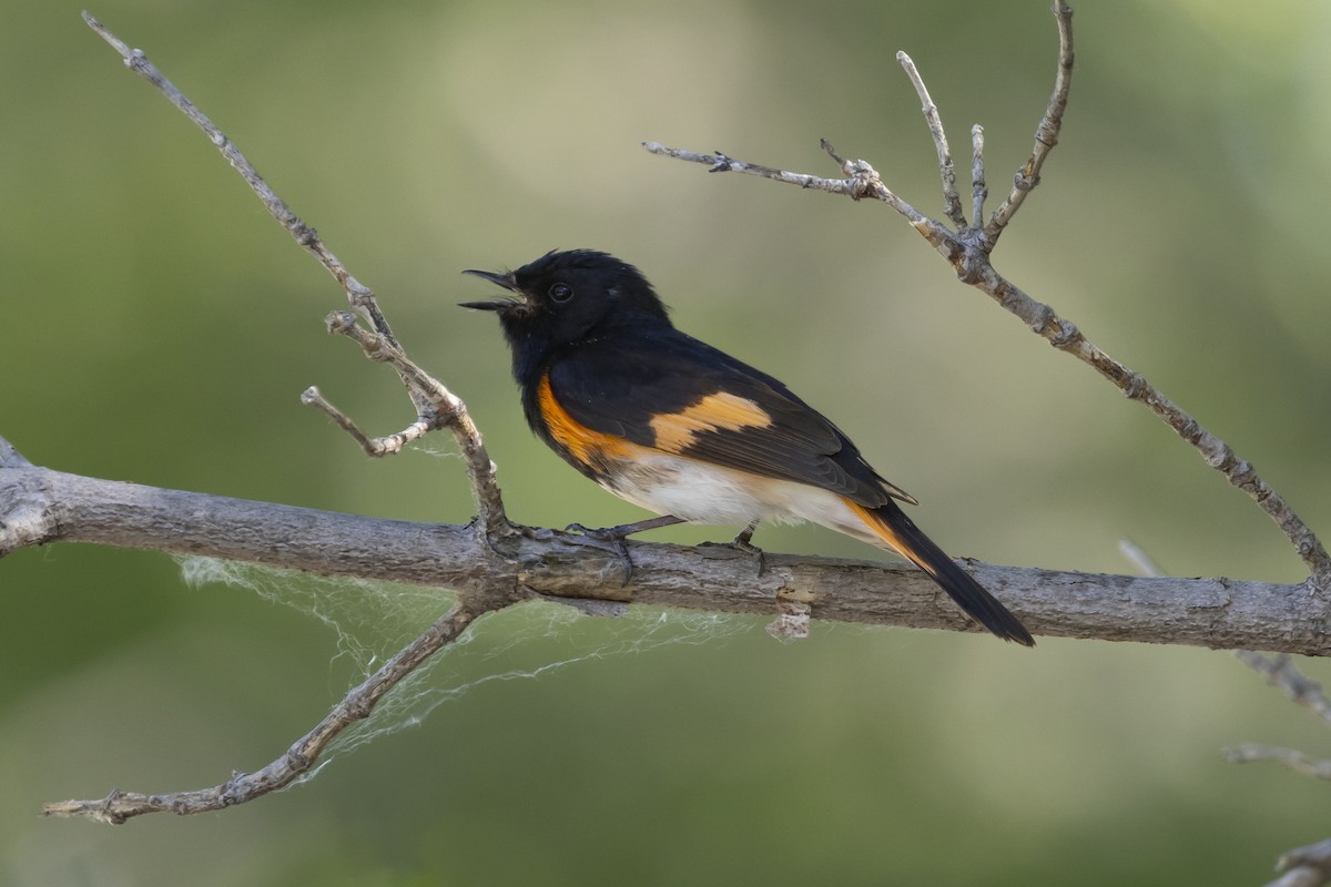 American Redstart - ML620768468