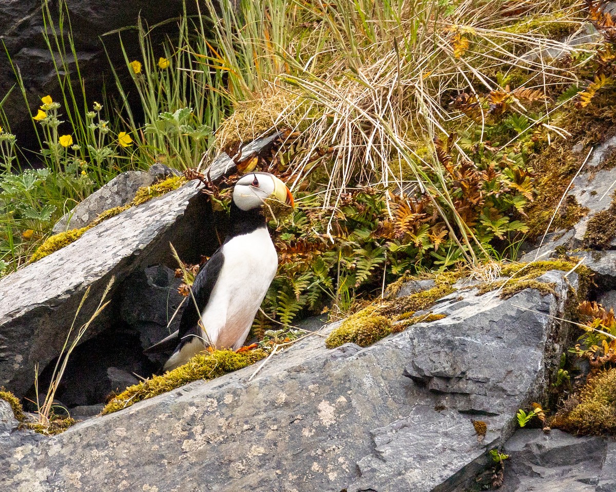 Horned Puffin - Philip Kline