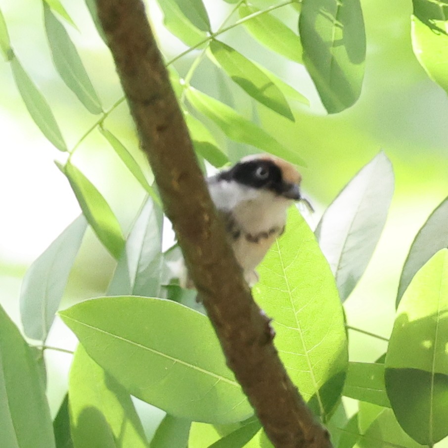 Black-throated Tit - ML620768475