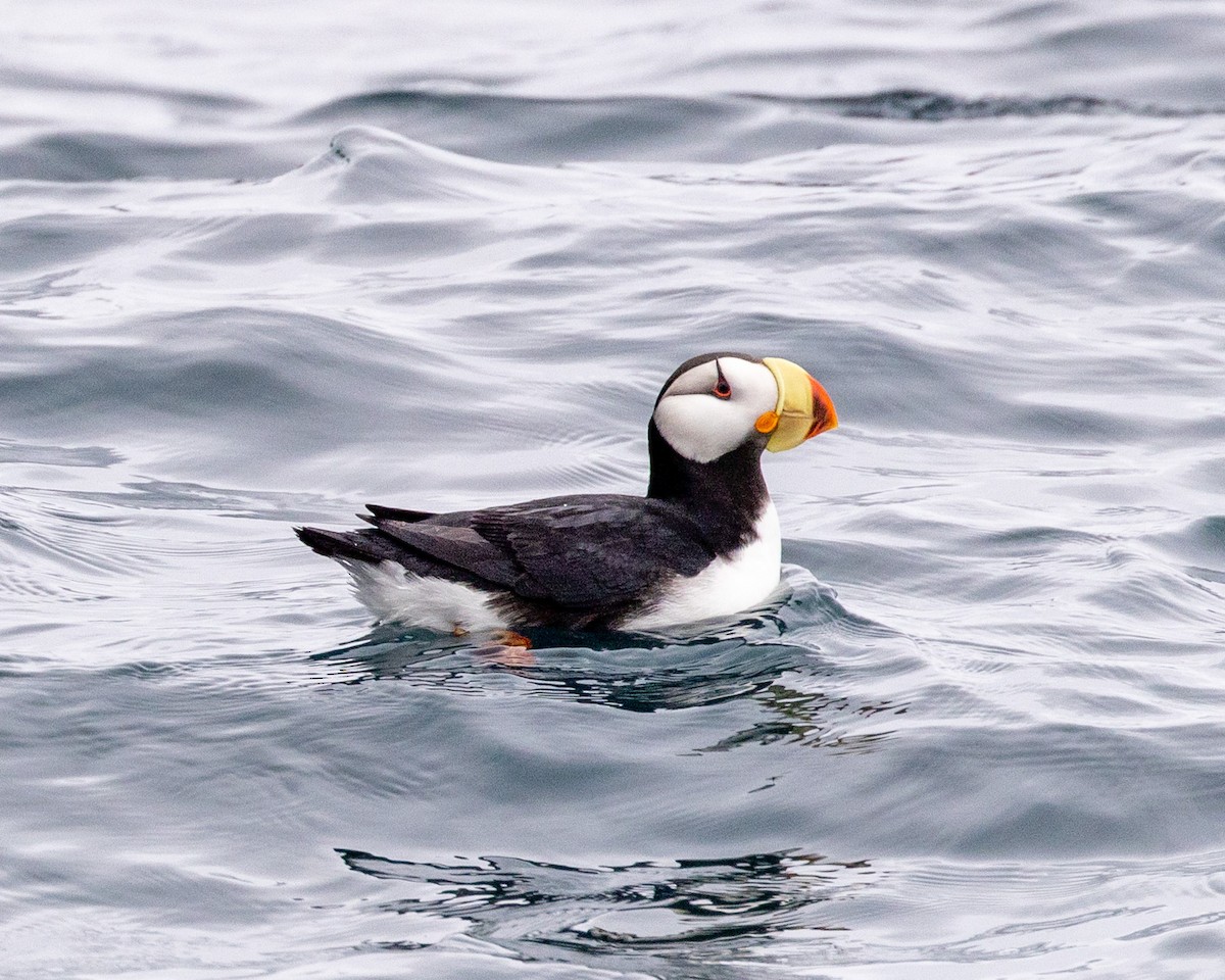 Horned Puffin - ML620768476