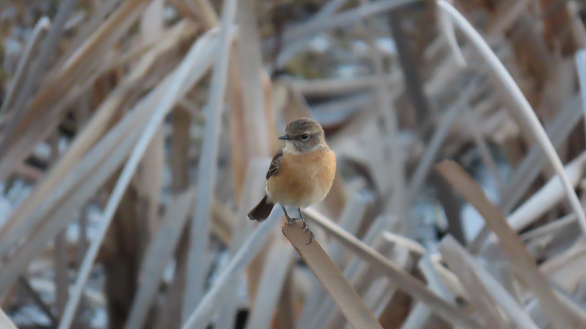 African Stonechat (African) - ML620768485