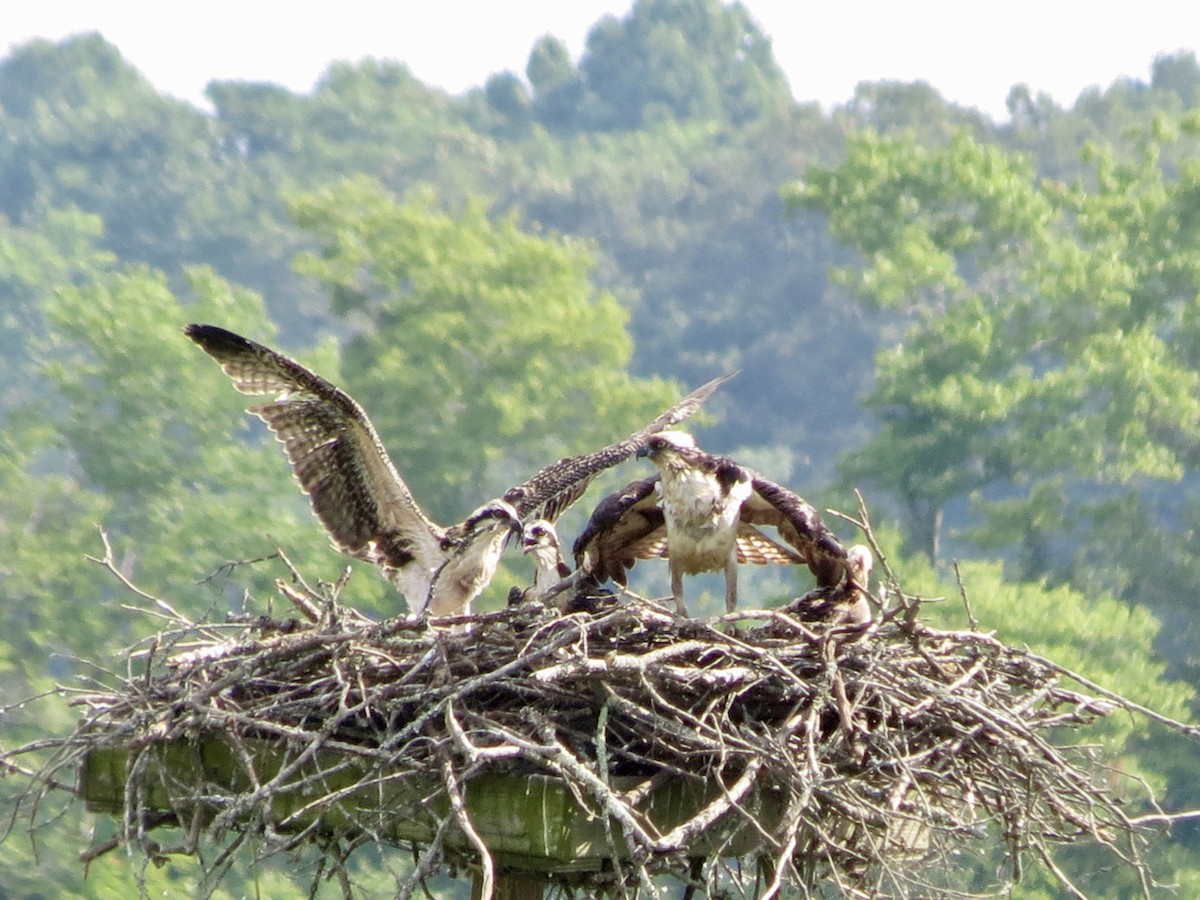 Osprey - ML620768487