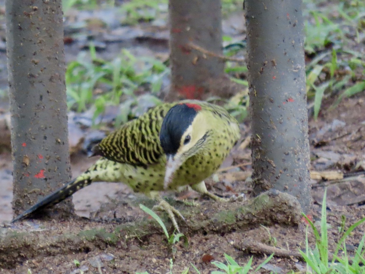 Green-barred Woodpecker - ML620768489