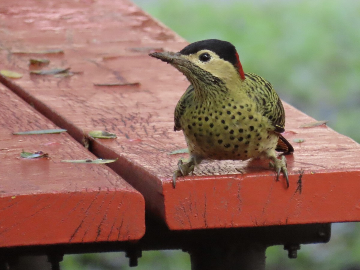 Green-barred Woodpecker - ML620768490