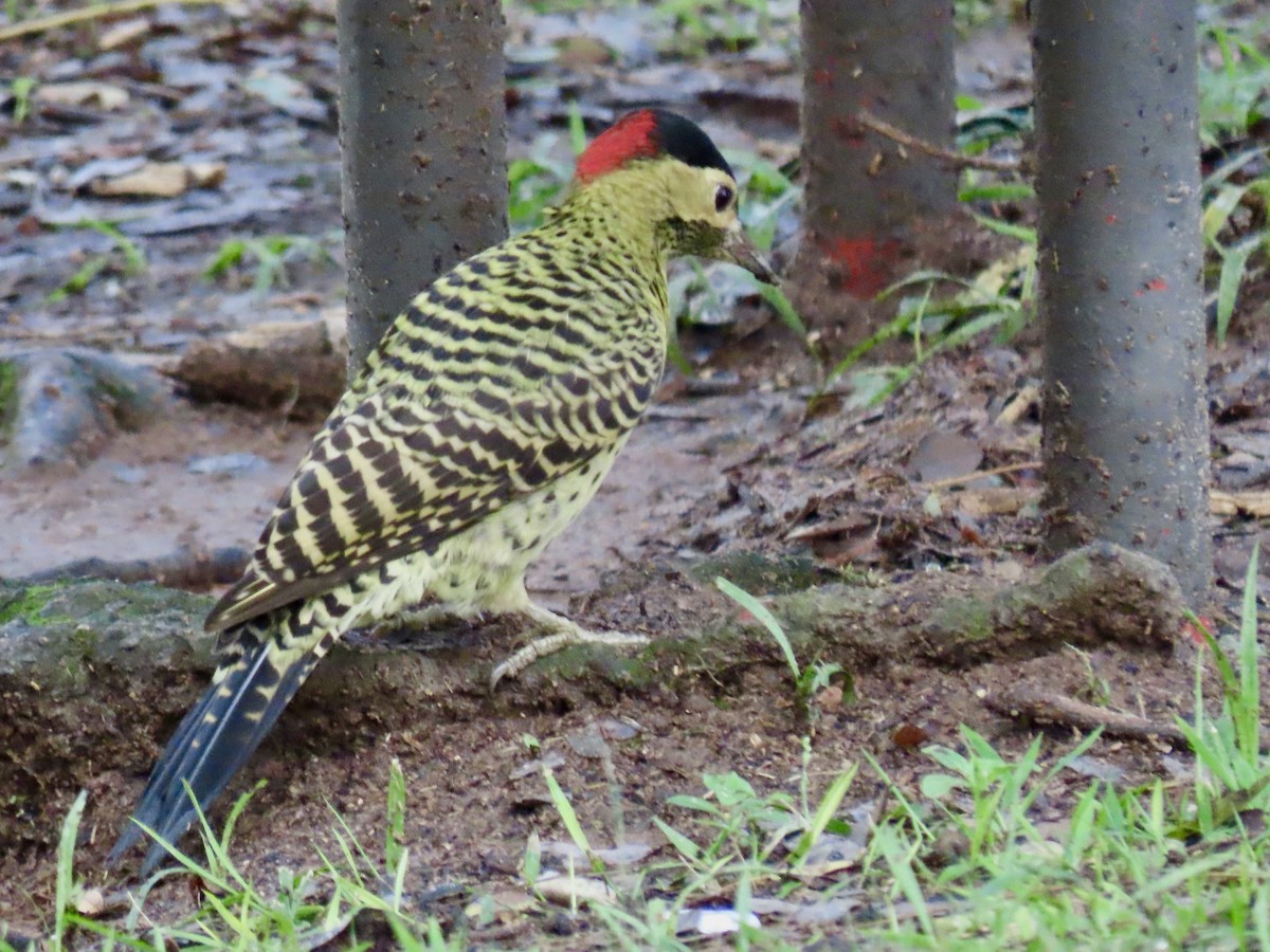 Green-barred Woodpecker - ML620768492