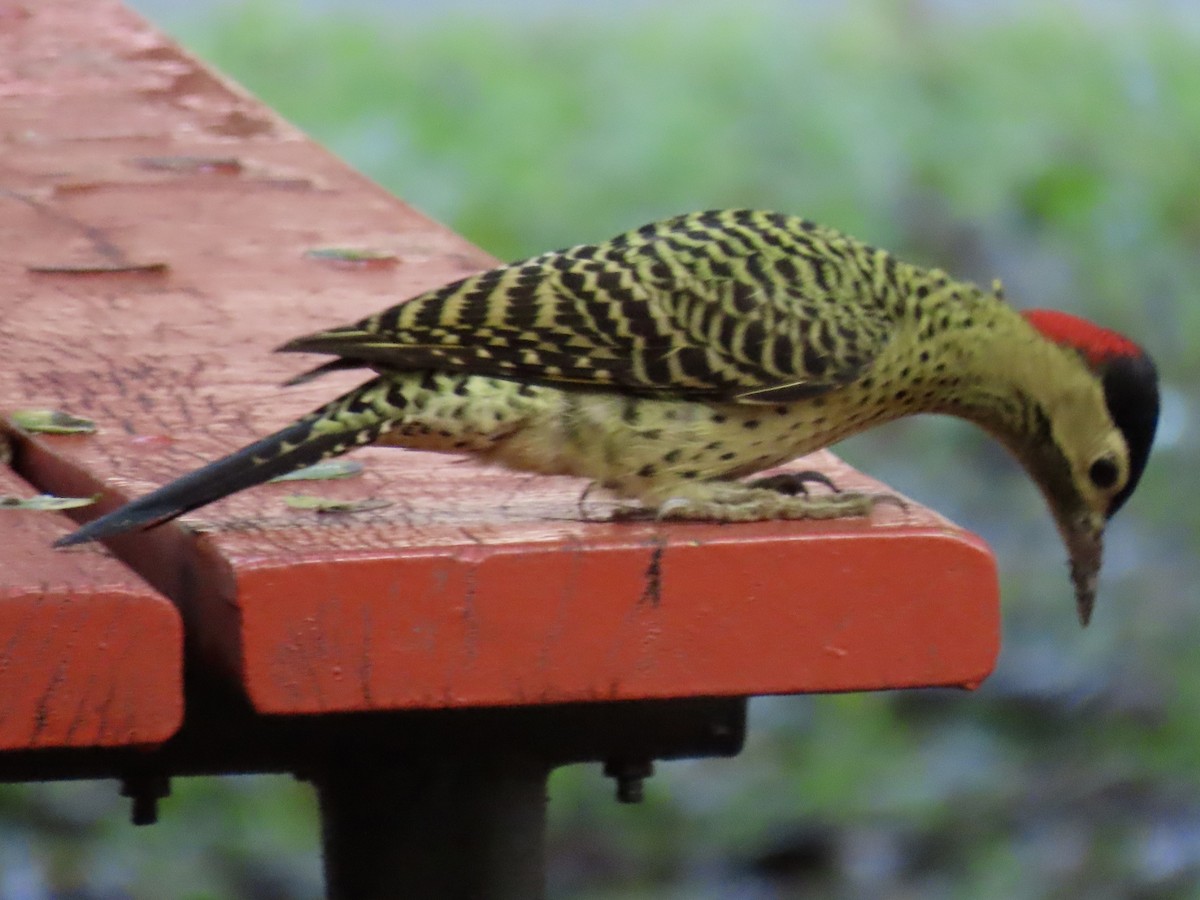 Green-barred Woodpecker - ML620768493