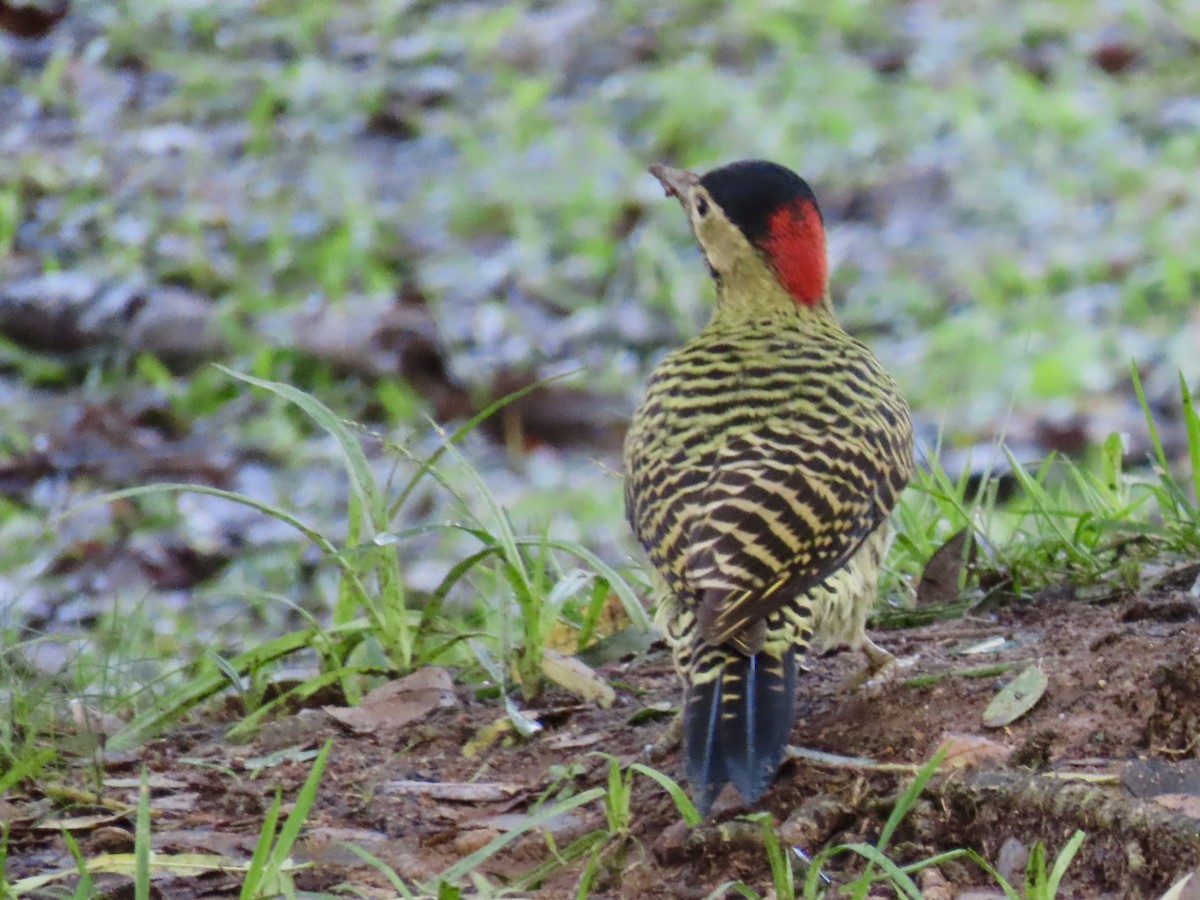 Green-barred Woodpecker - ML620768494