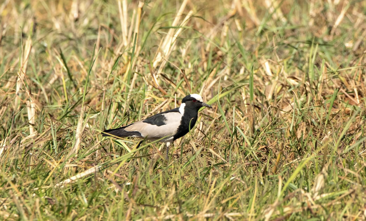 Blacksmith Lapwing - ML620768495