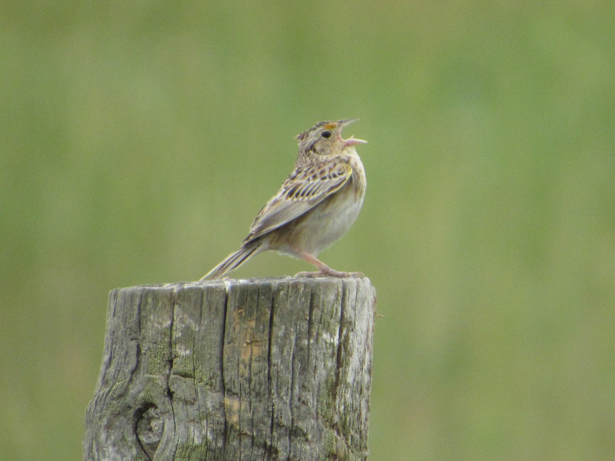 Grasshopper Sparrow - ML620768497