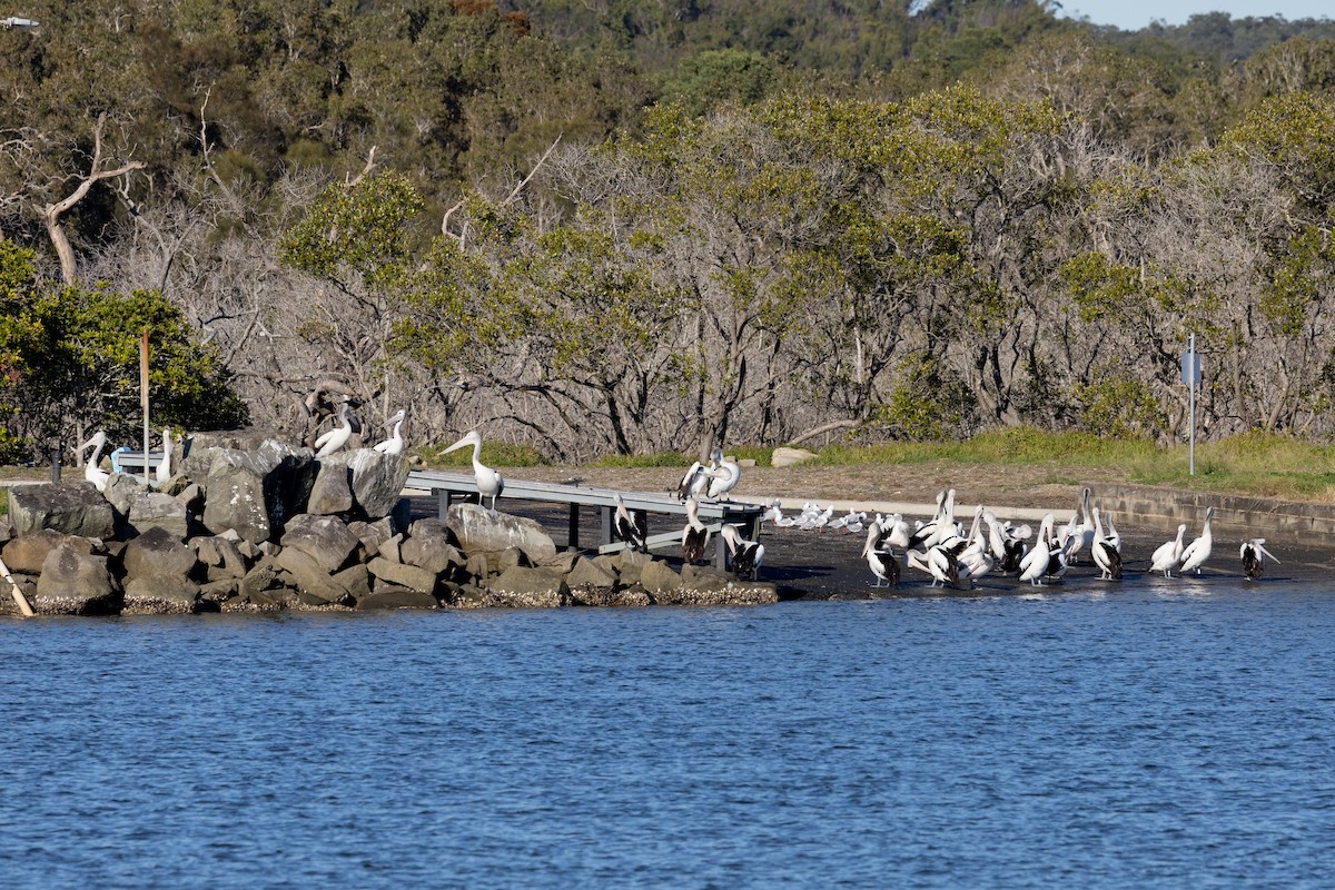 Australian Pelican - ML620768498