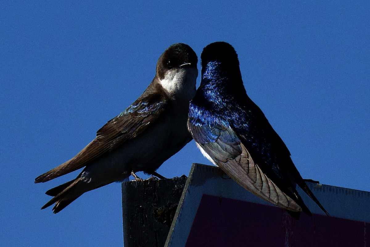 Tree Swallow - ML620768501