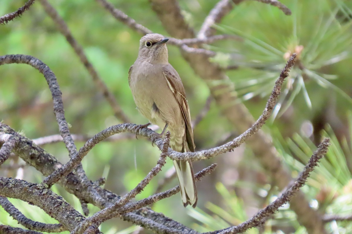 Townsend's Solitaire - ML620768502