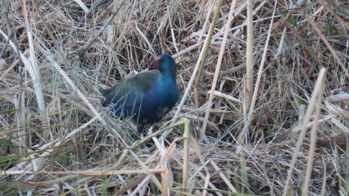 African Swamphen - ML620768506