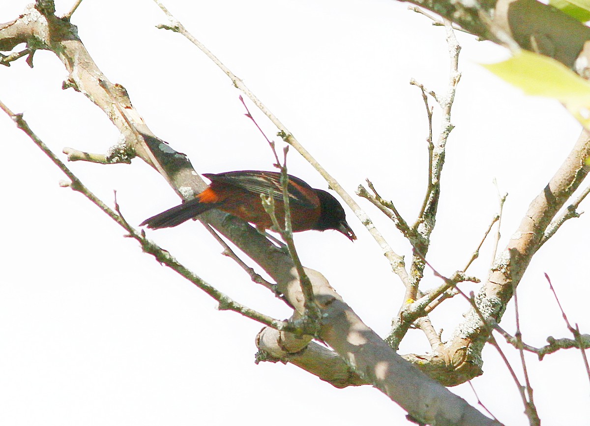Orchard Oriole - ML620768507