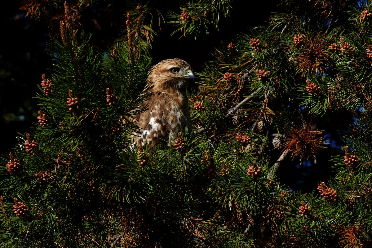 Red-tailed Hawk - ML620768509