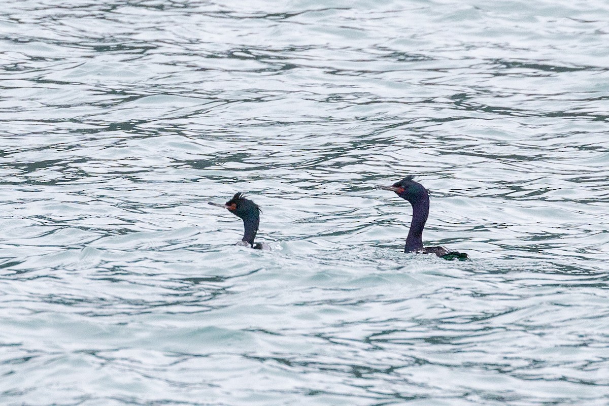 Cormorán Pelágico - ML620768512