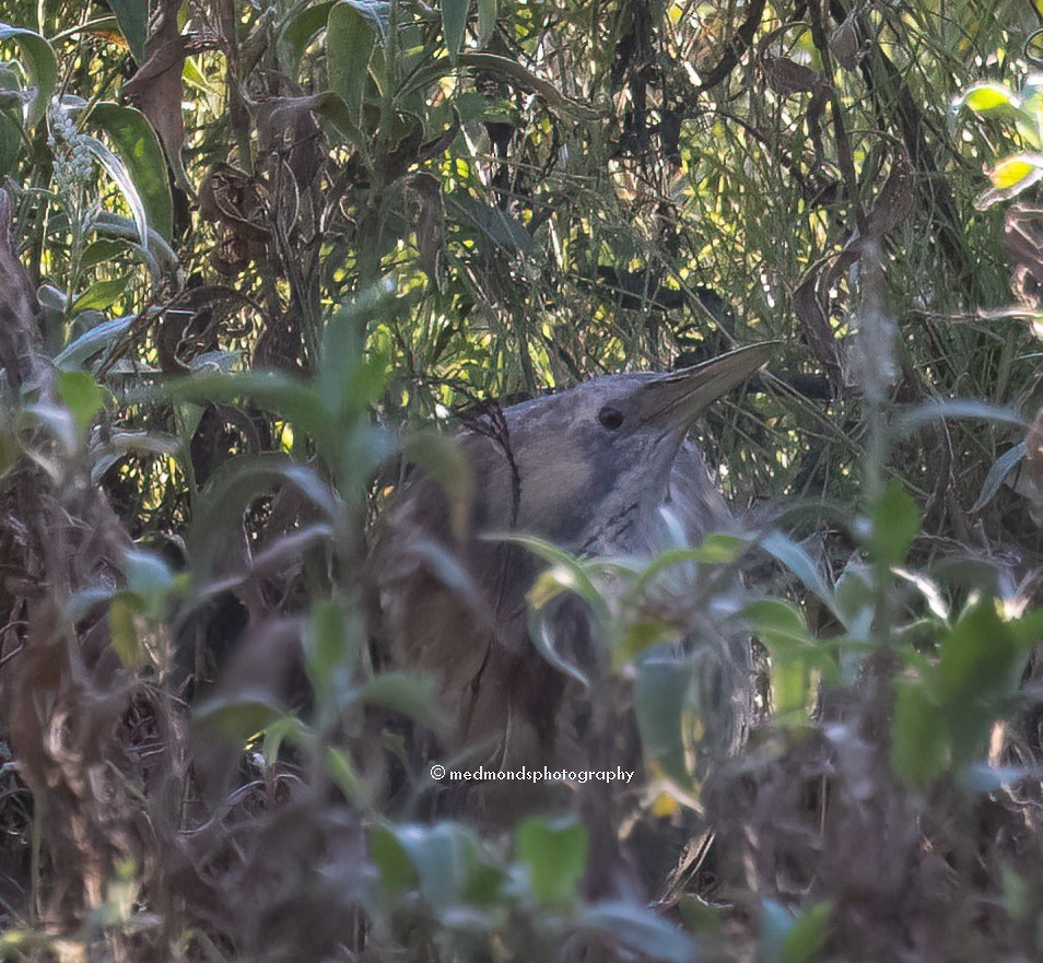 Australasian Bittern - ML620768518