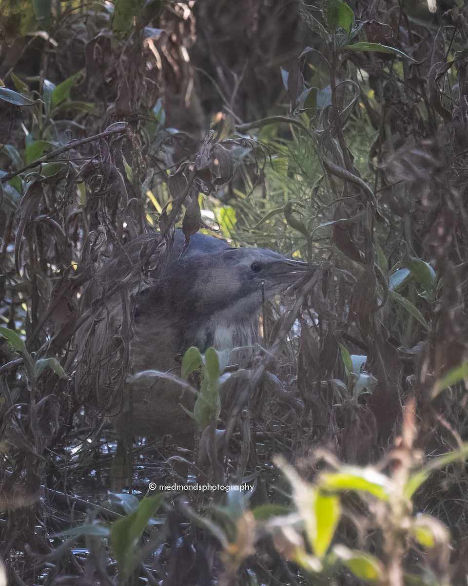 Australasian Bittern - ML620768519