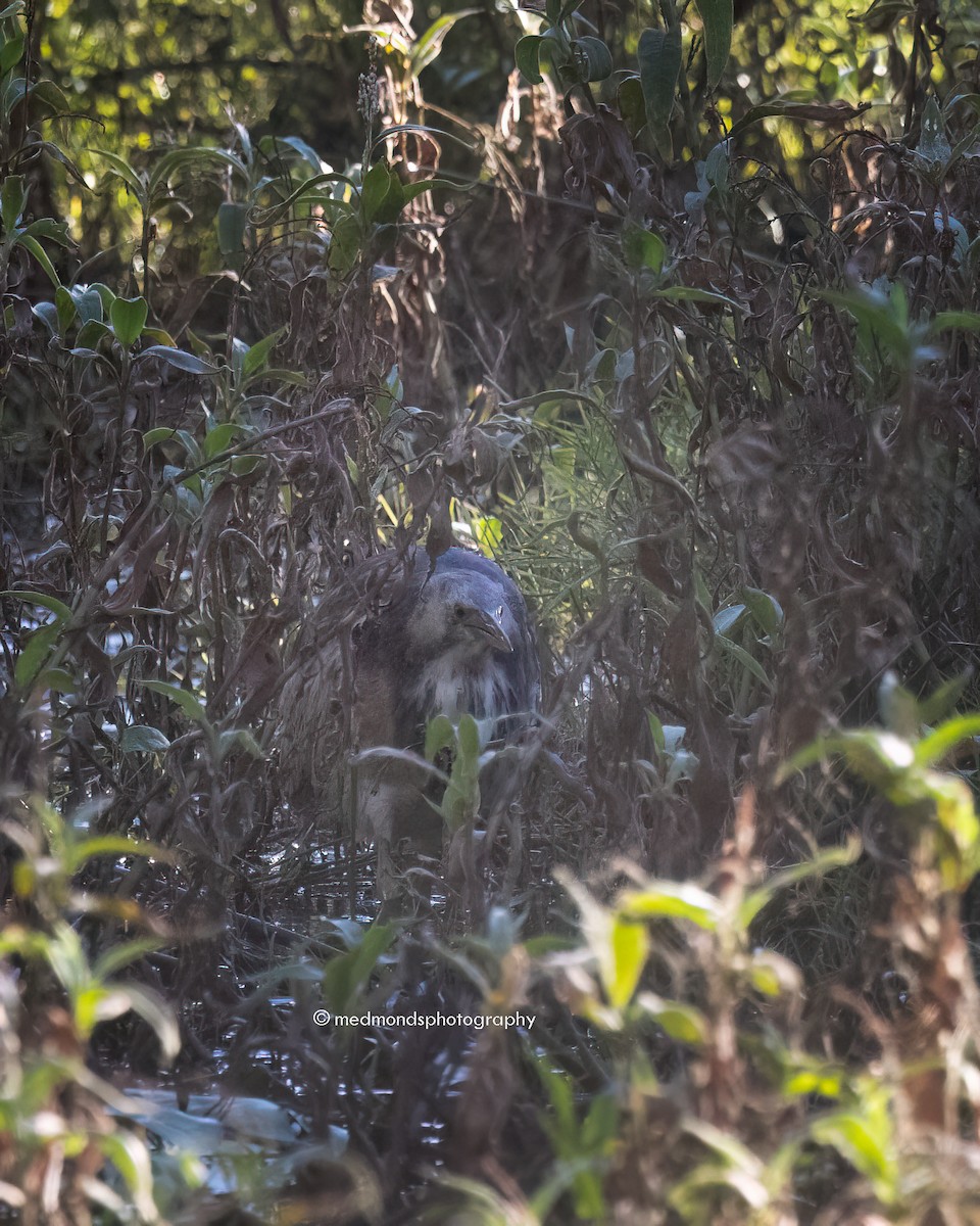 Australasian Bittern - ML620768520