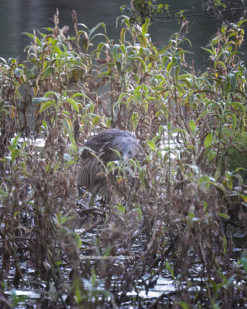 Australasian Bittern - Michelle Edmonds