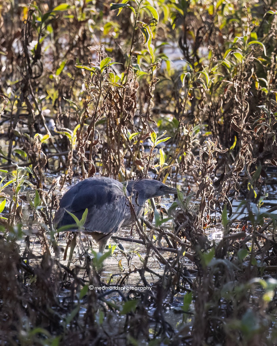 Australasian Bittern - ML620768522