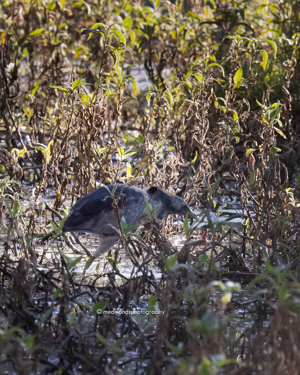 Australasian Bittern - ML620768523