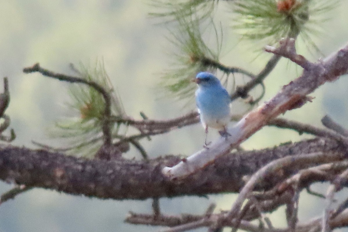 Mountain Bluebird - ML620768524