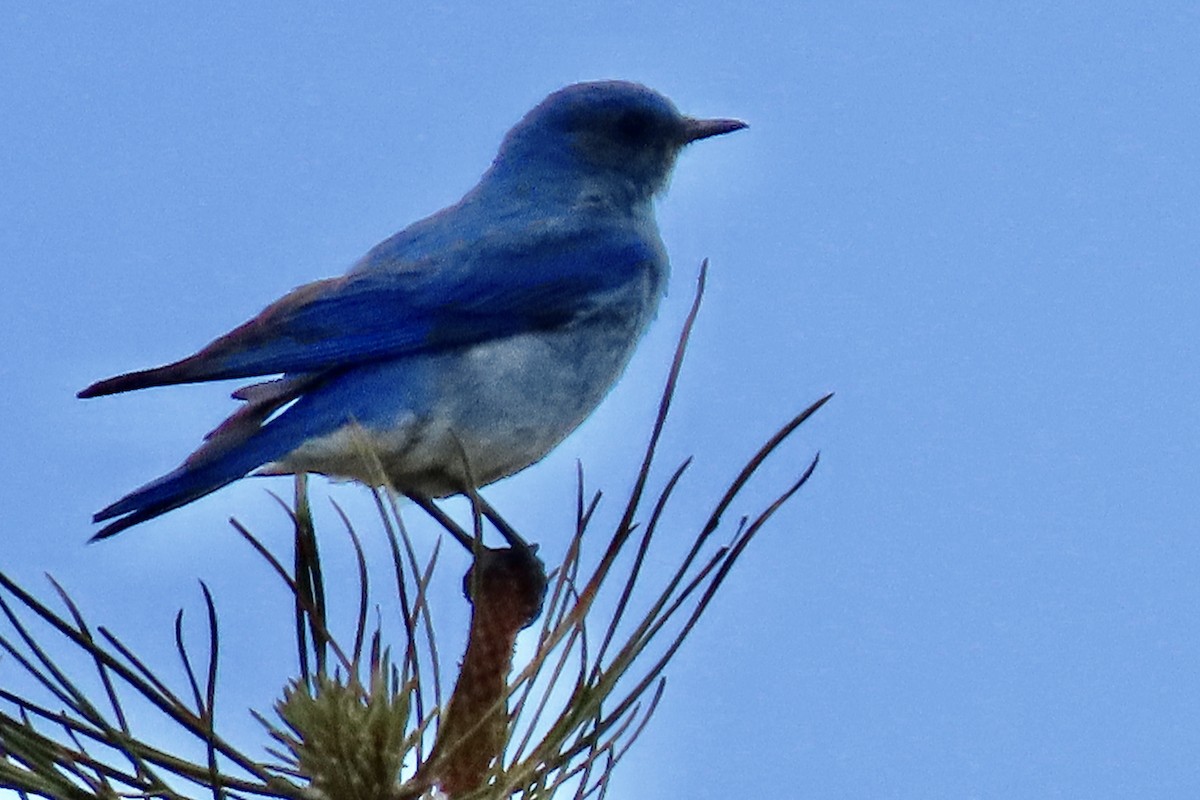 Mountain Bluebird - ML620768525