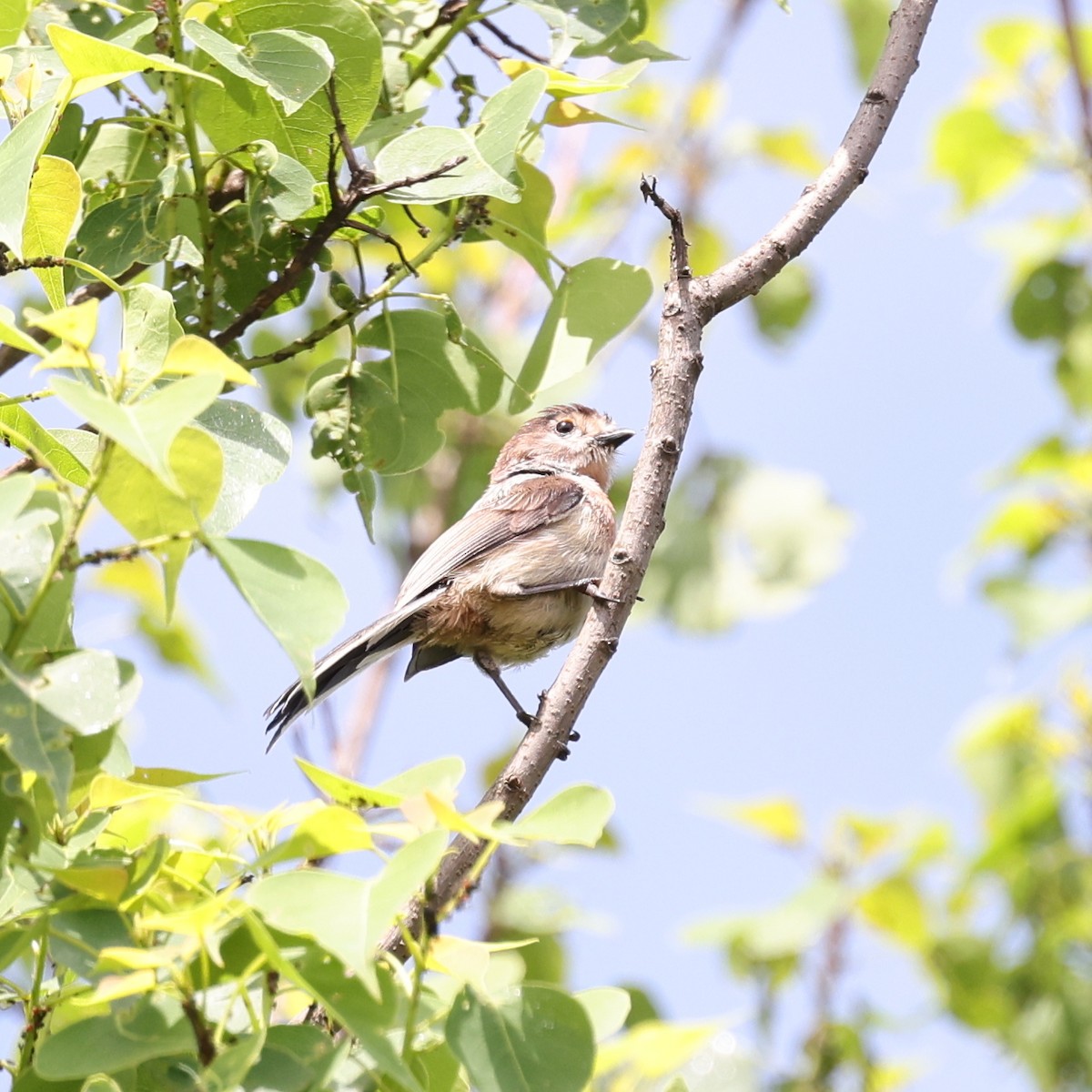 Silver-throated Tit - ML620768526