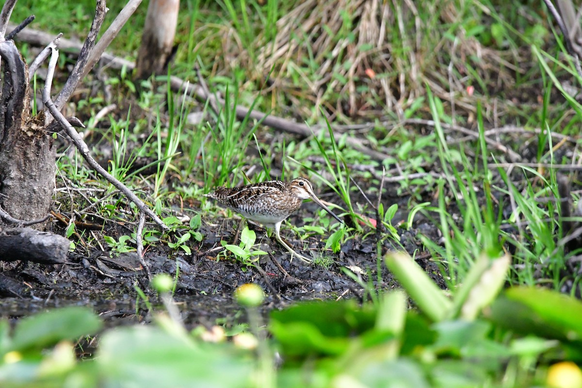 shorebird sp. - ML620768527