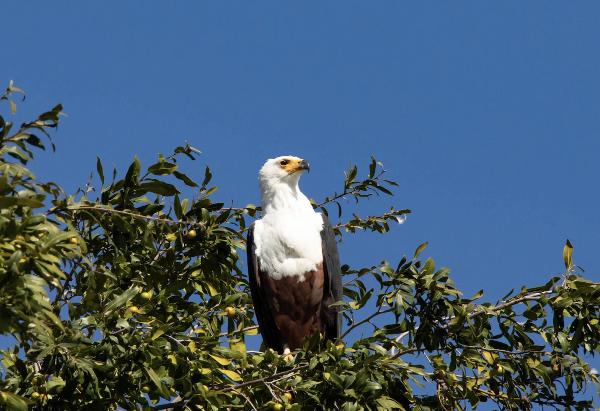 African Fish-Eagle - ML620768529