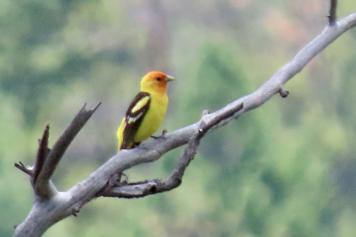 Western Tanager - ML620768531