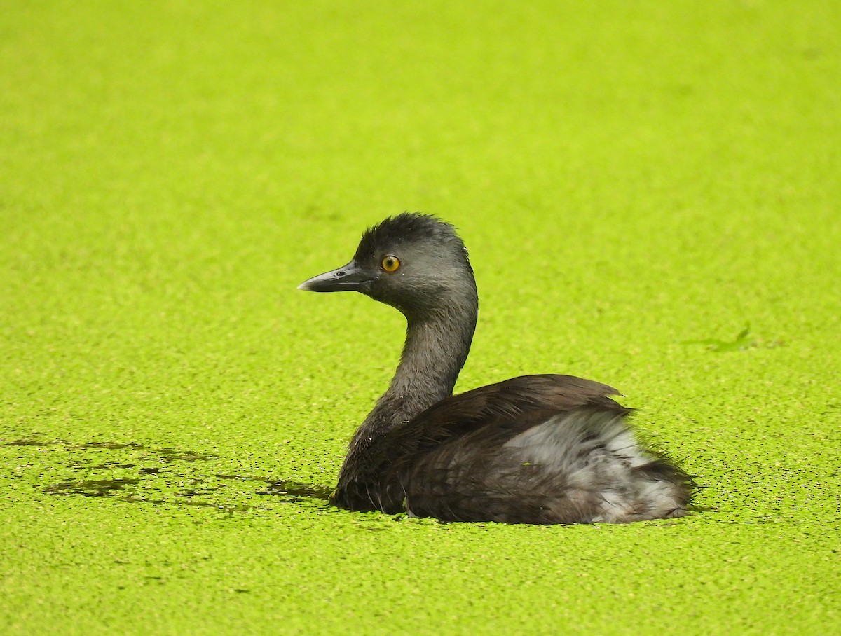 Least Grebe - ML620768532