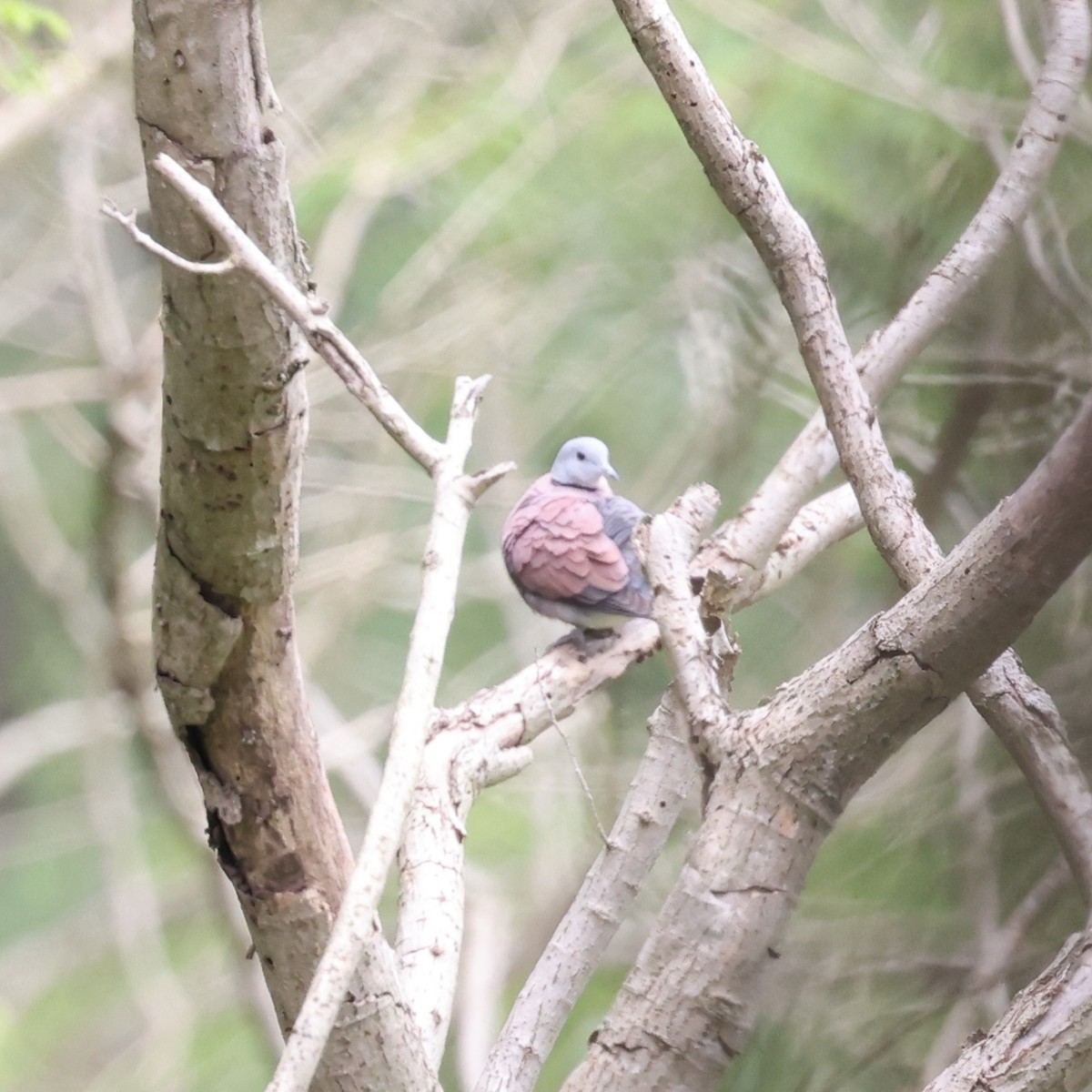 Red Collared-Dove - ML620768533