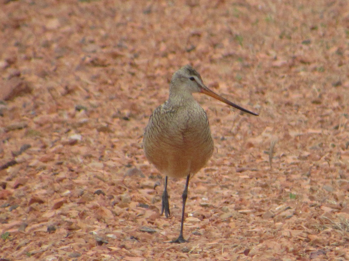 Marbled Godwit - ML620768535