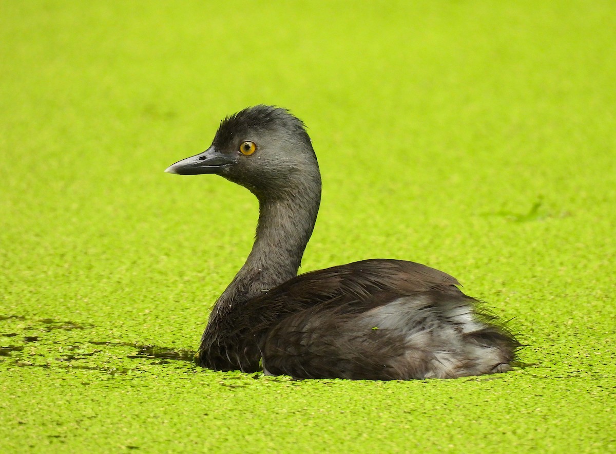 Least Grebe - ML620768538