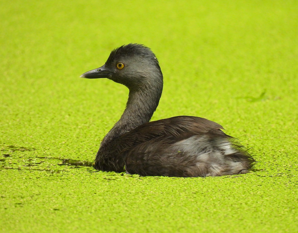 Least Grebe - ML620768540