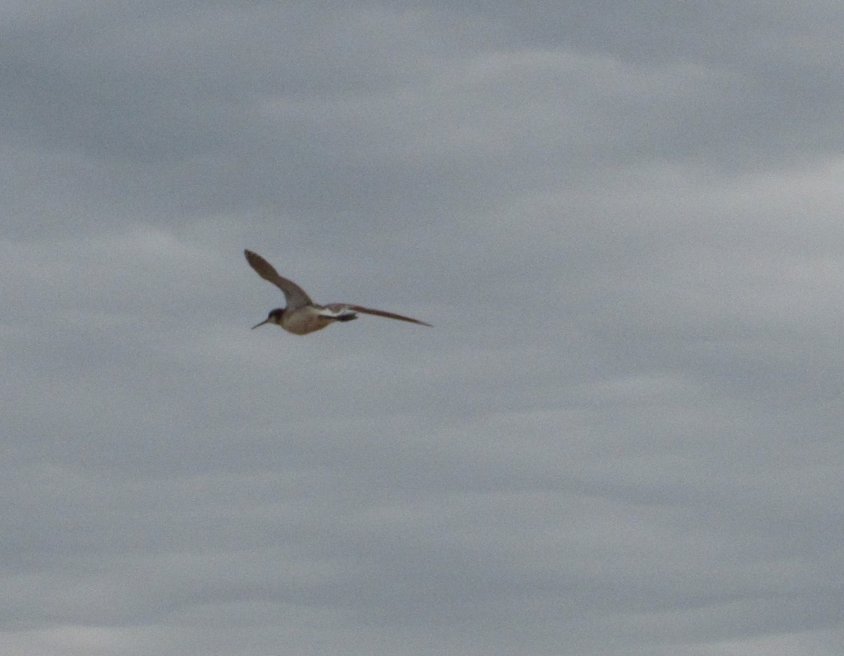 Wilson's Phalarope - ML620768542