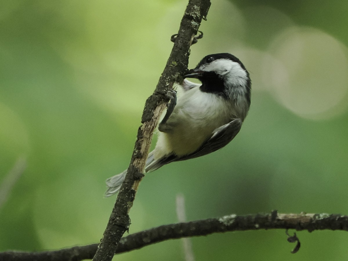 Carolina Chickadee - ML620768546