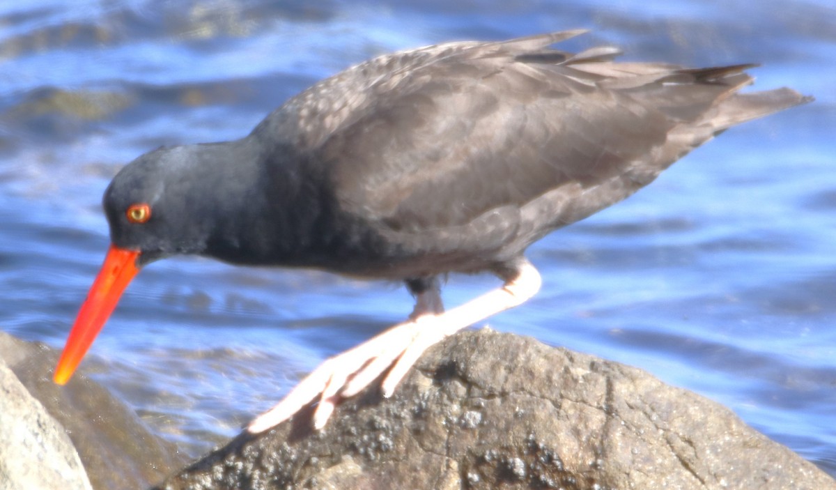 Black Oystercatcher - ML620768547