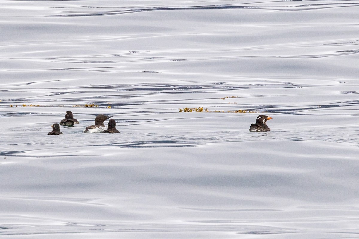 Rhinoceros Auklet - ML620768549