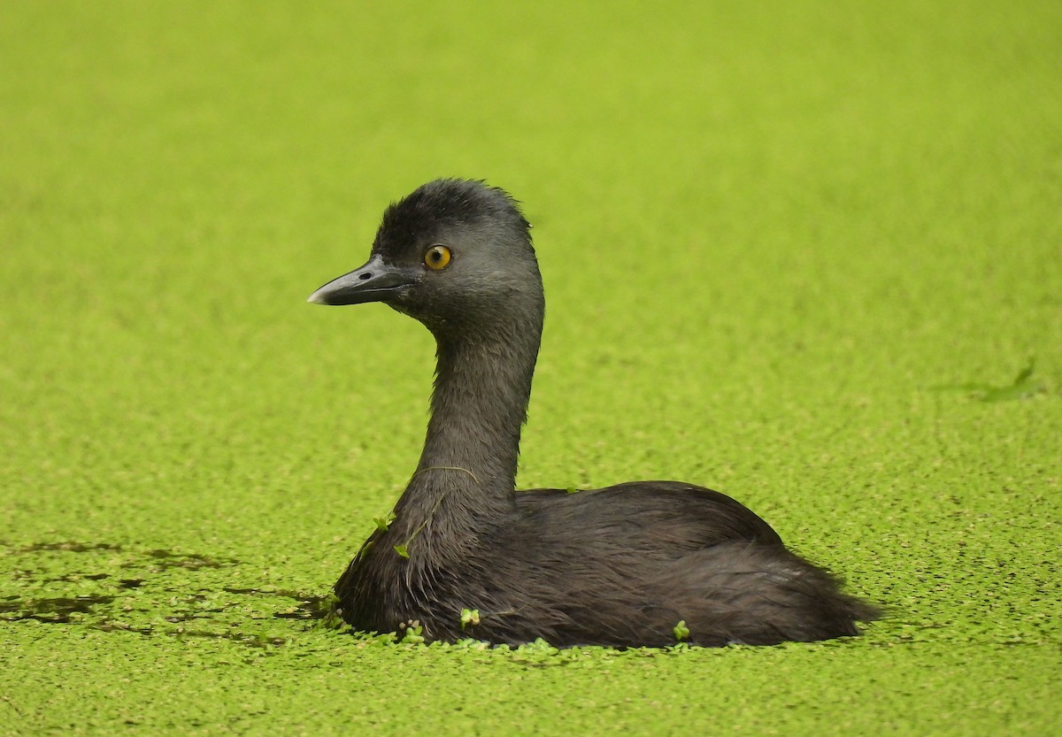 Least Grebe - ML620768550