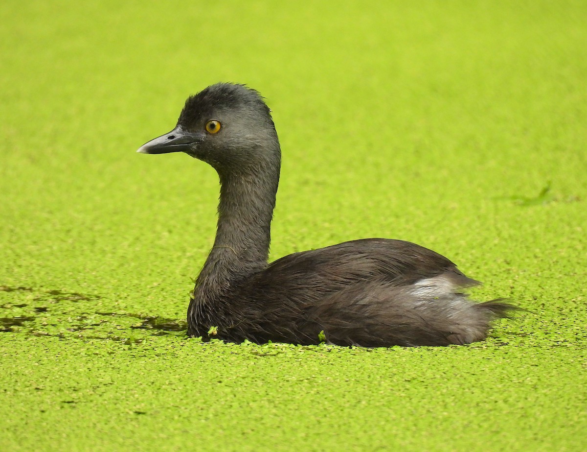 Least Grebe - ML620768551