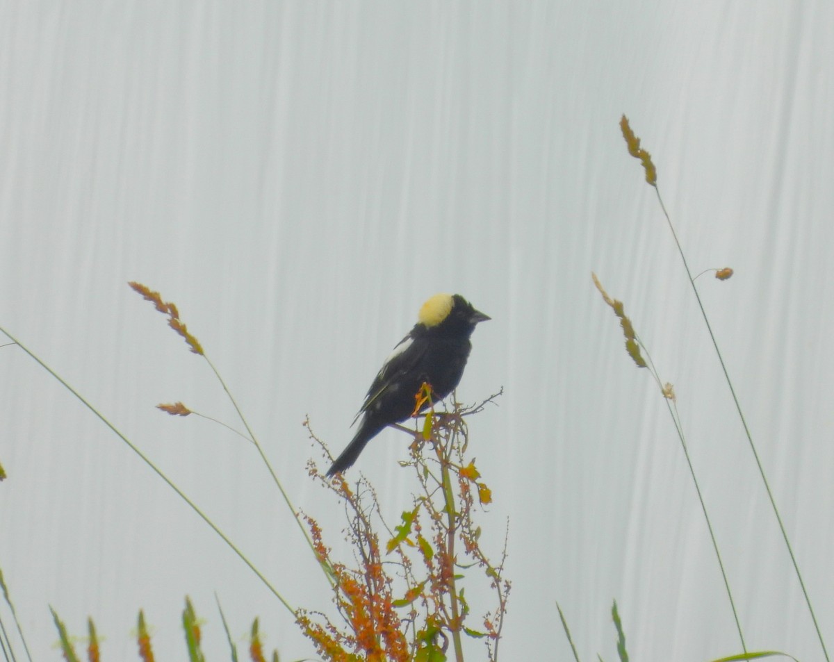 Bobolink - ML620768552