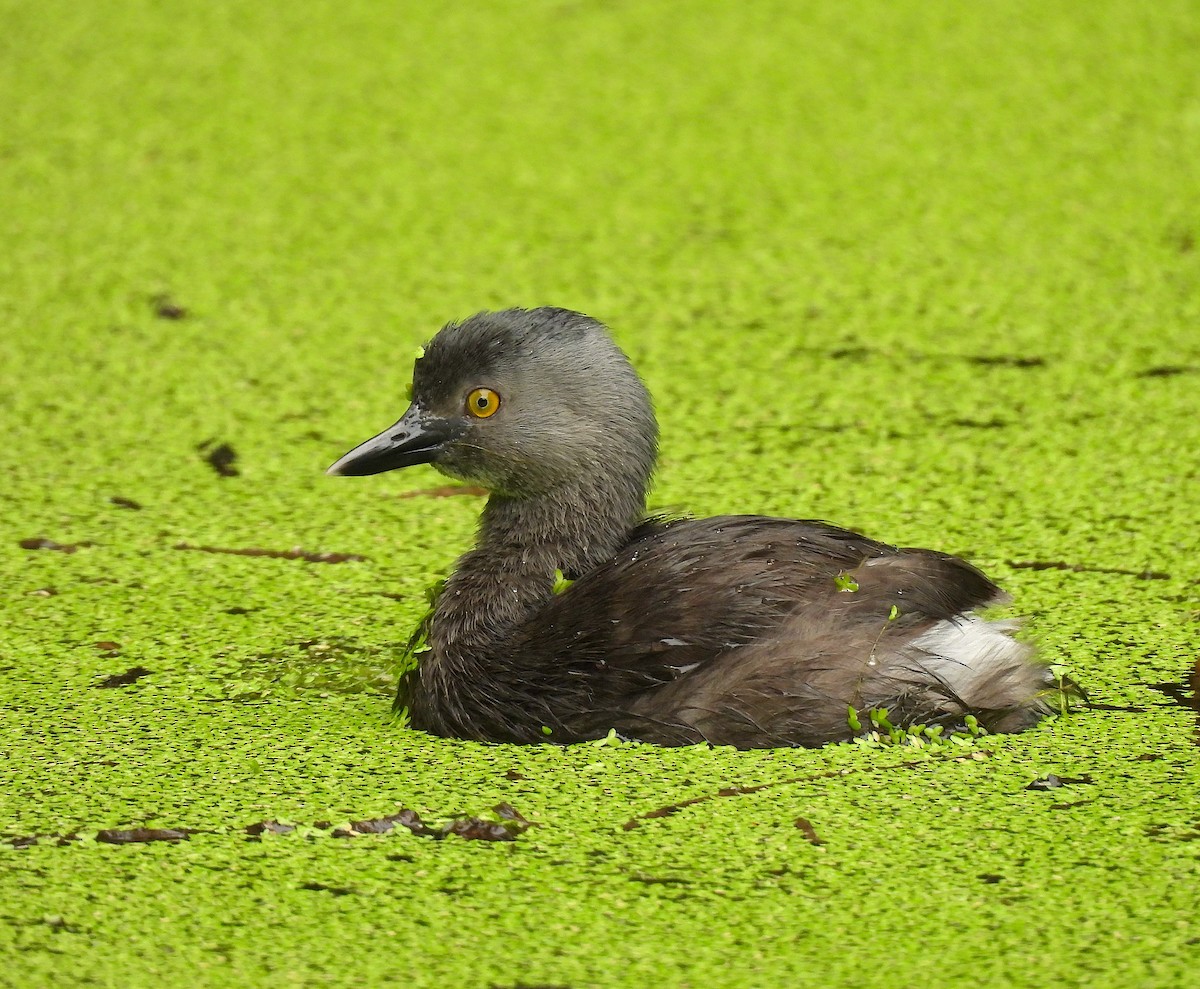 Least Grebe - ML620768554