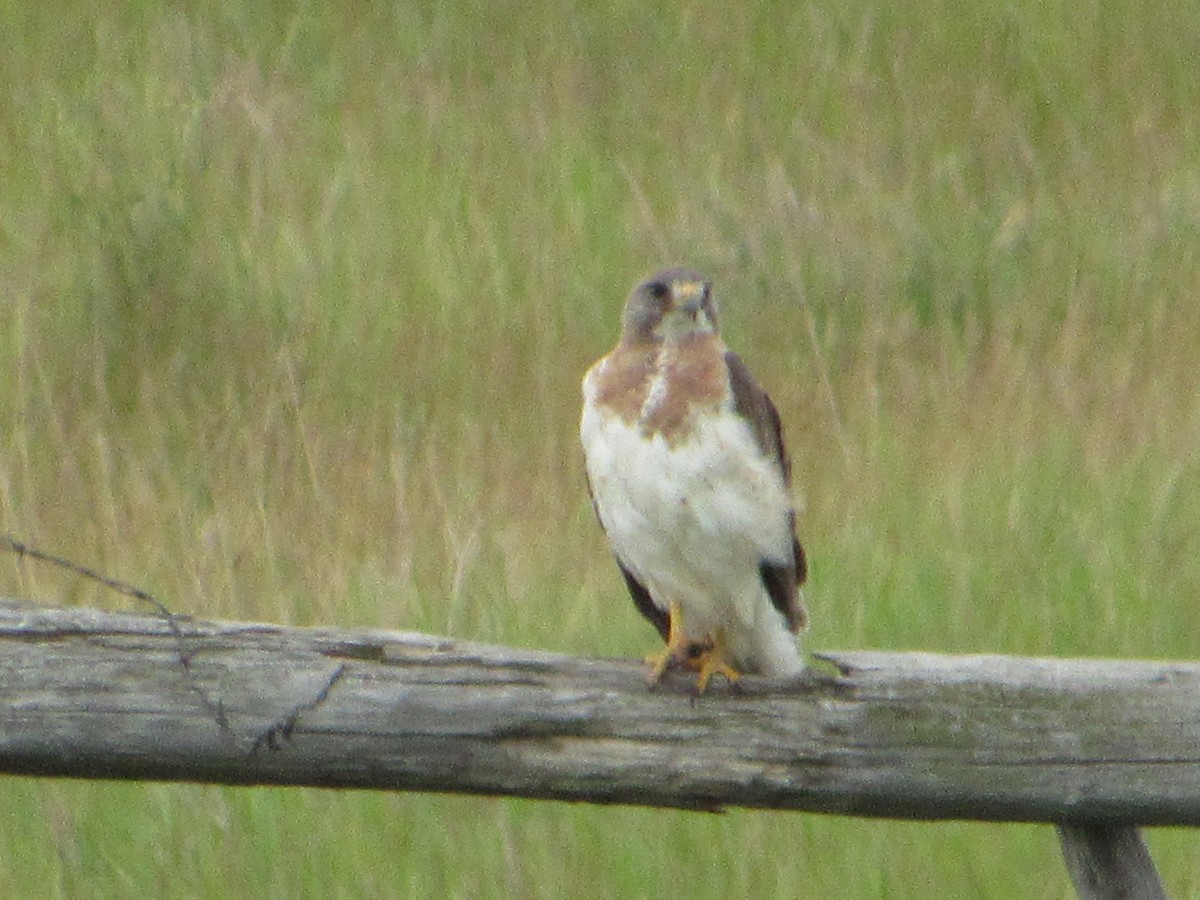 Swainson's Hawk - ML620768555