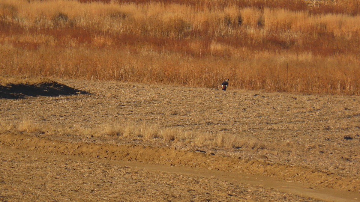 Gray Crowned-Crane - ML620768564